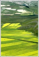 Lenticchia Castelluccio Biologica