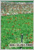 Lenticchia IGP di Castelluccio