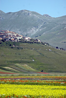 Castelluccio Fioritura Lenticchia